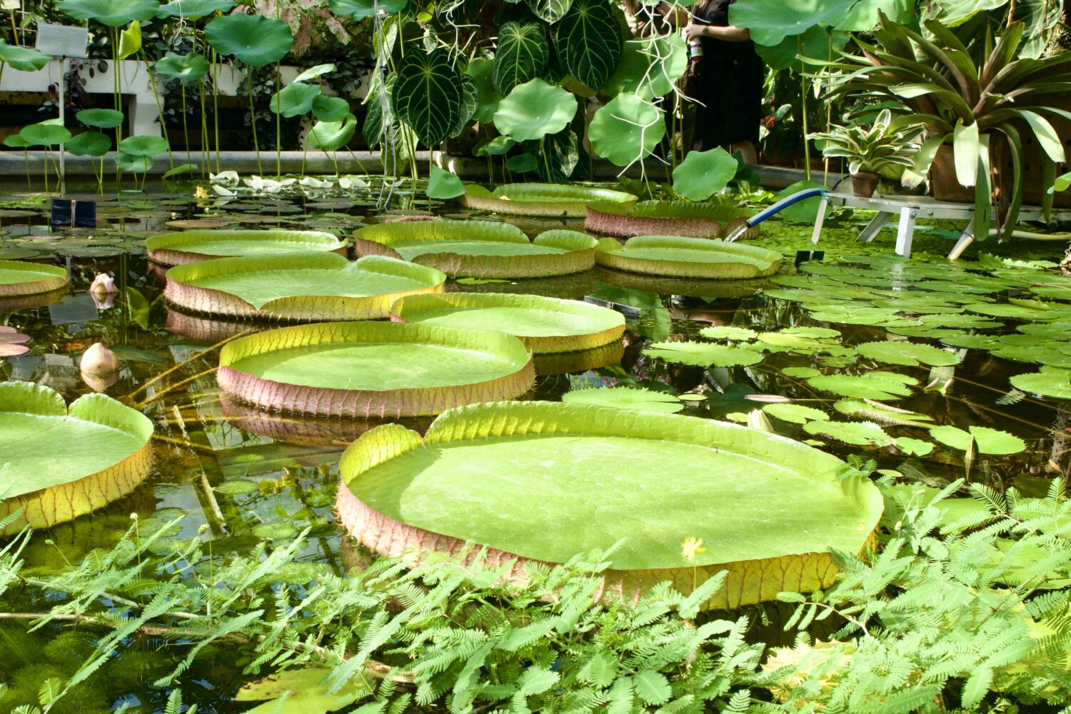 botanicka zahrada krakov polsko