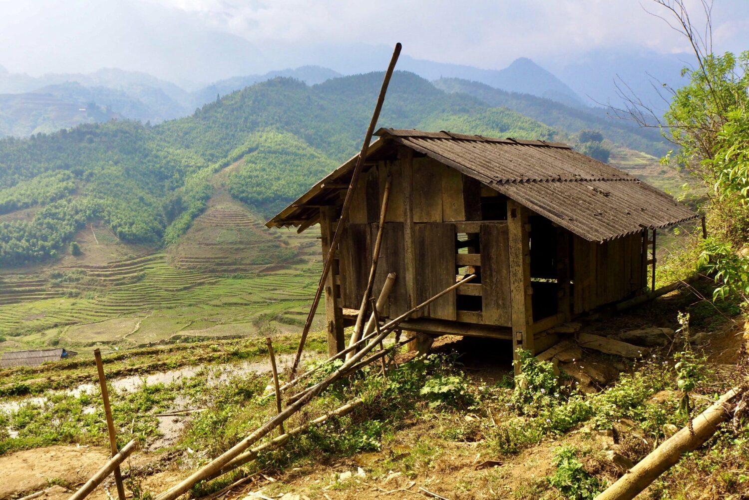 vietnam sapa ryzova pole